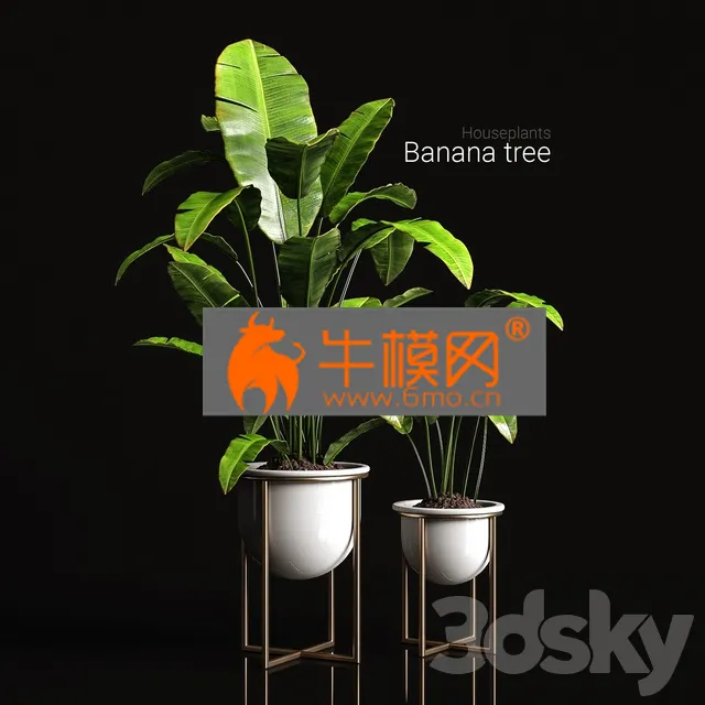 PLANT – Houseplants Banana Tree