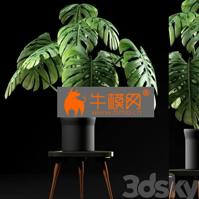 PLANT – Monstera Plants 50