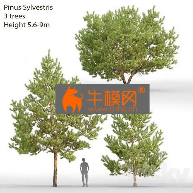 PLANT – Pinus SylvestrisNo 28 (5.6-9m)