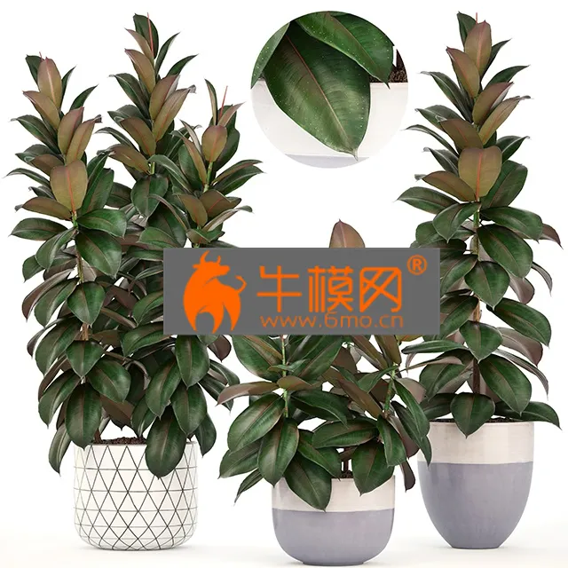 PLANT – Plant collection 204. Ficus elastica