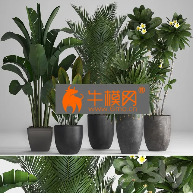 PLANT – Plant Collection 256