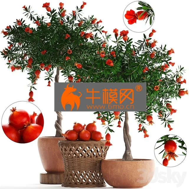 PLANT – Plant Collection 264. Pomegranate