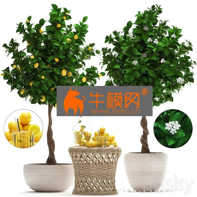 PLANT – Plant Collection 265. Citrus limon
