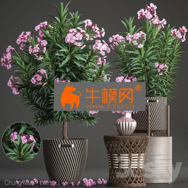 PLANT – Plant Collection 268