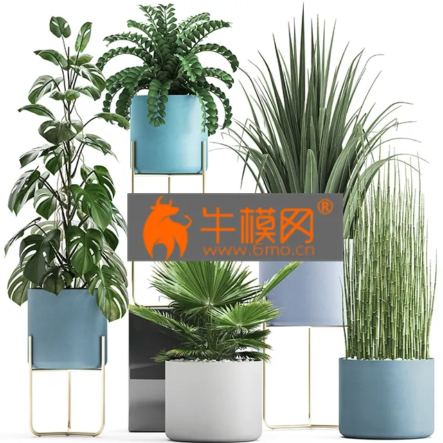 PLANT – Plant collection 281