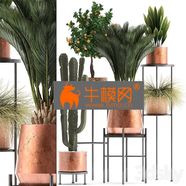 PLANT – Plant collection 288. copper pot