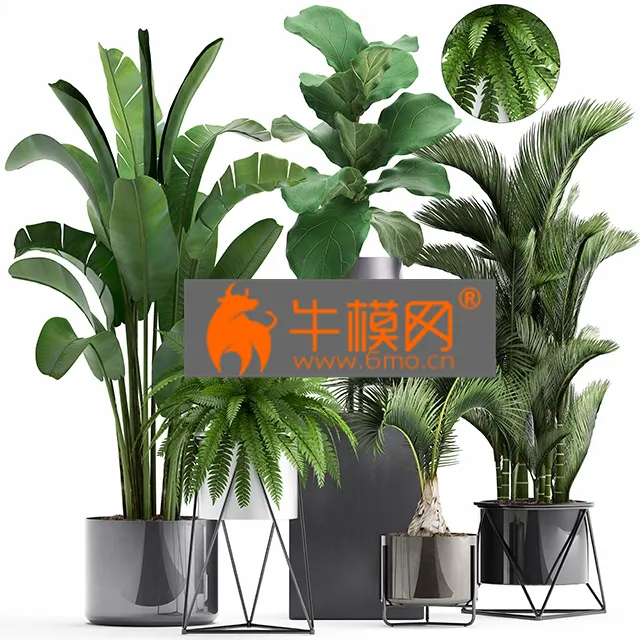 PLANT – Plant collection 290
