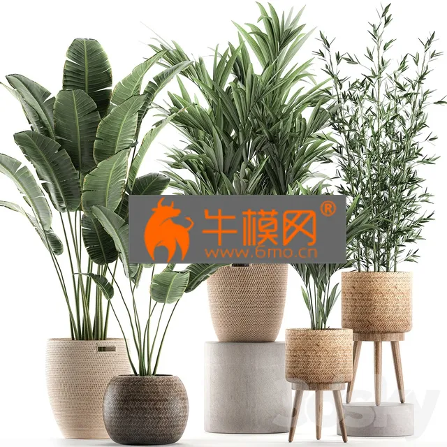 PLANT – Plant Collection 600