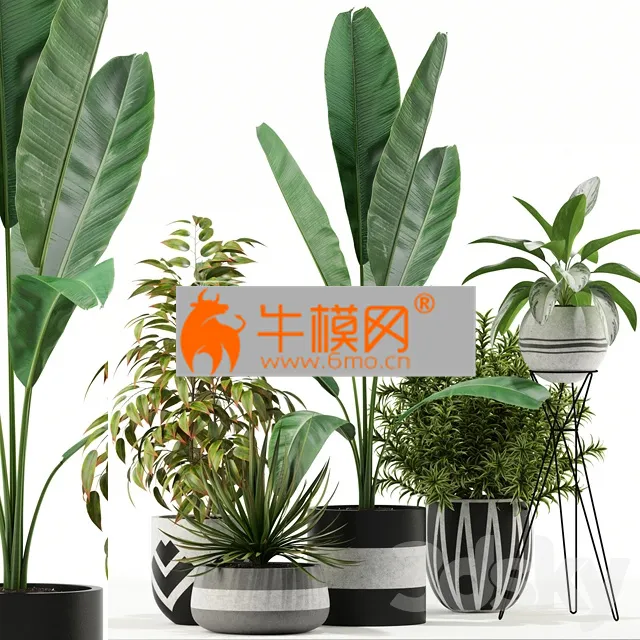 PLANT – Plants collection 114