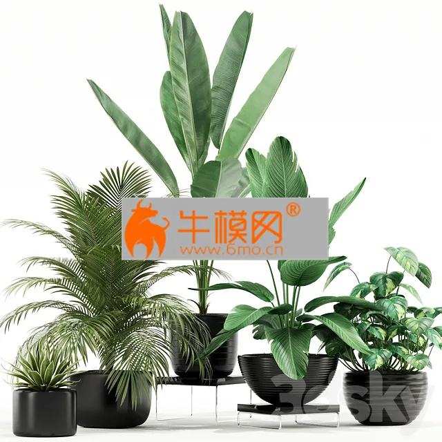PLANT – Plants collection 119