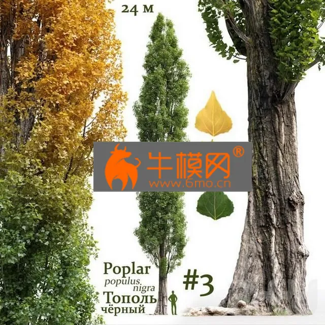 PLANT – Poplar Populus nigra NO3