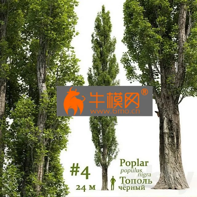 PLANT – Poplar Populus NO4
