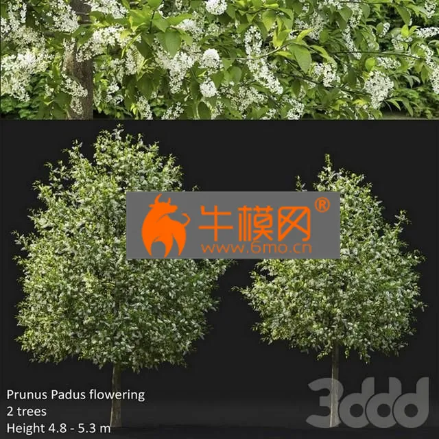 PLANT – Prunus Padus flowering NO4