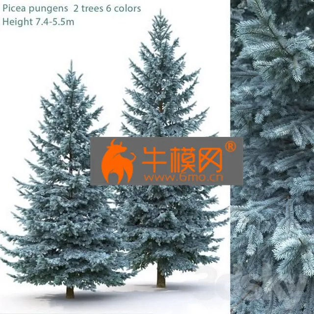 PLANT – Spruce Picea pungensNo 2 (7.4-5.5m)