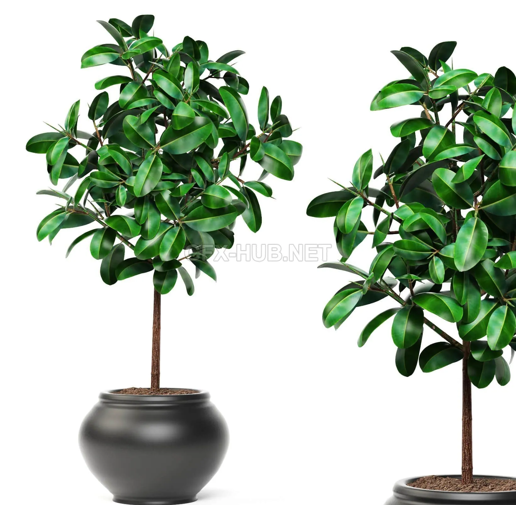 PRO MODELS – Big ficus