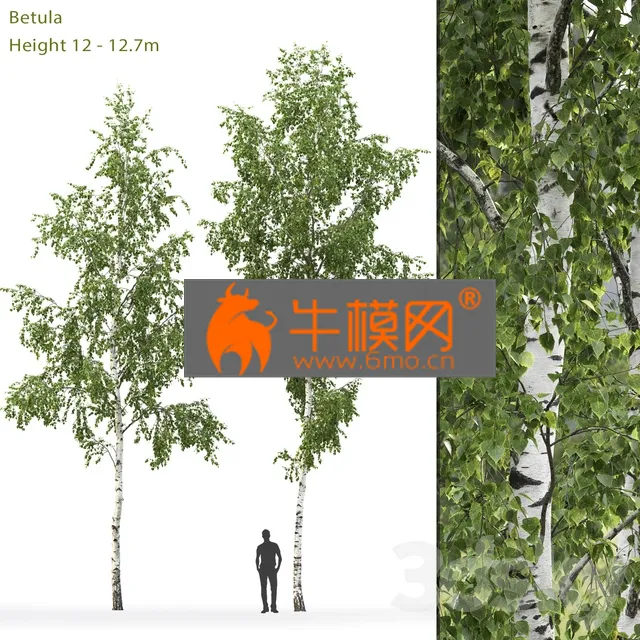 PRO MODELS – Birch Betula