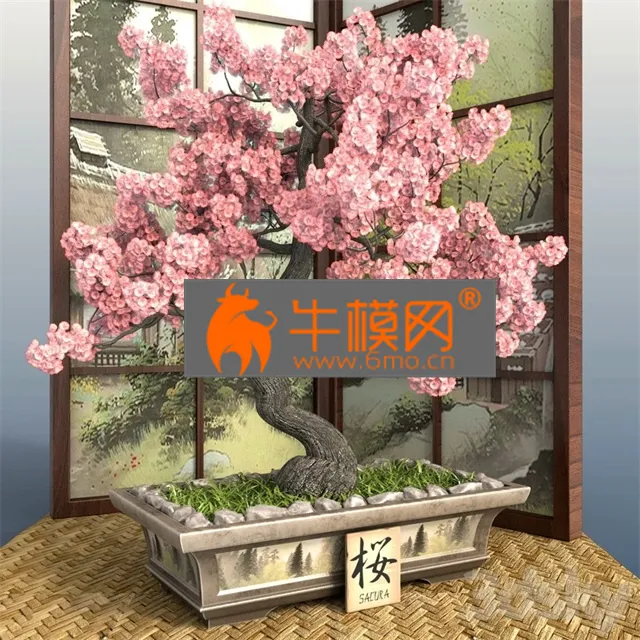 PRO MODELS – Bonsai 1 Sakura