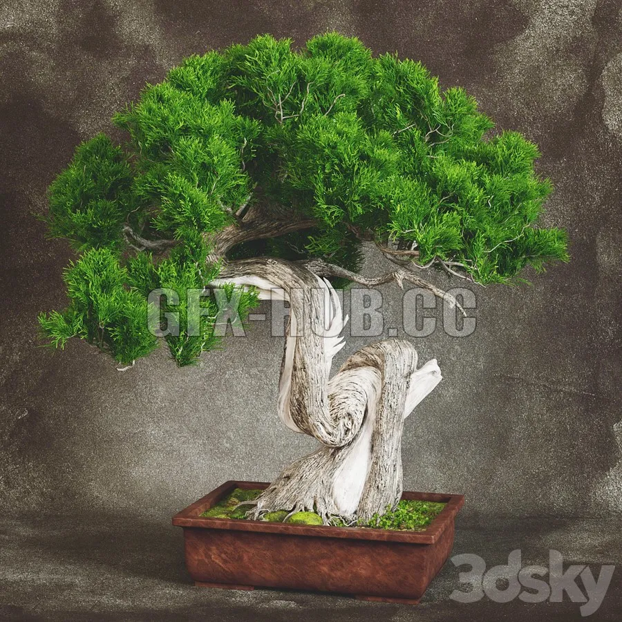 PRO MODELS – Bonsai 2