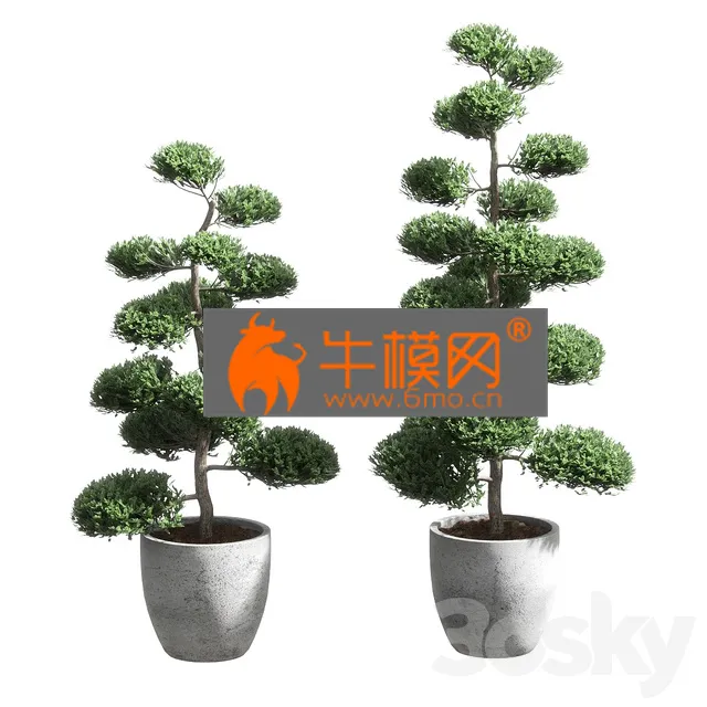 PRO MODELS – Bonsai With Spherical Branches 2 Models