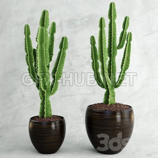 PRO MODELS – Cactus Euphorbia ingens
