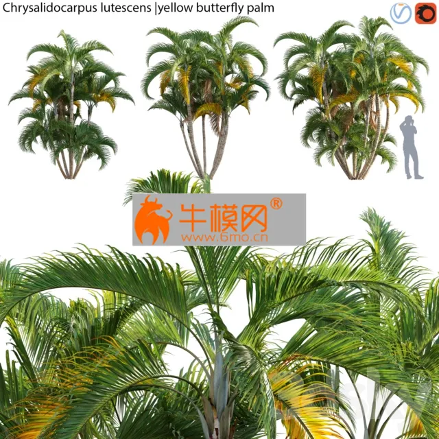 PRO MODELS – Chrysalidocarpus lutescens – yellow butterfly palm – 02