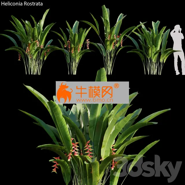 PRO MODELS – Heliconia Rostrata 01