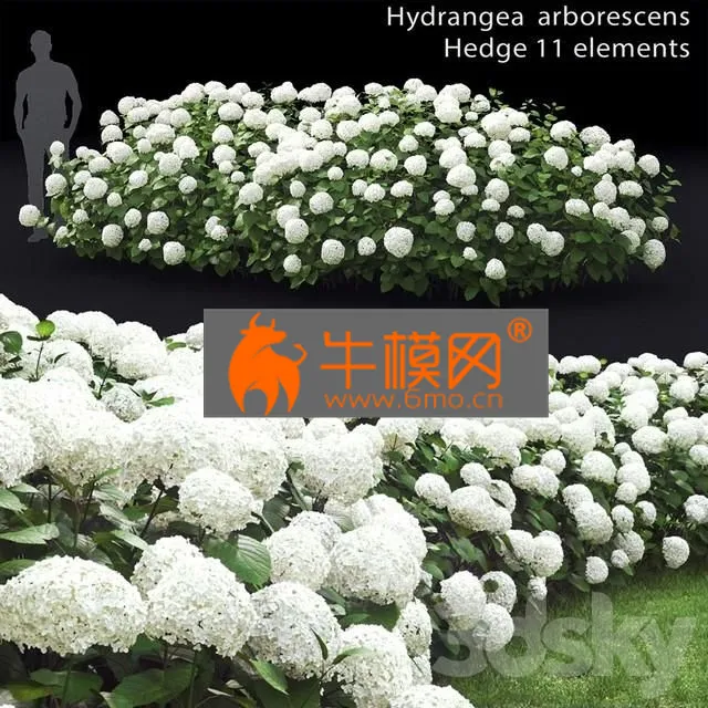 PRO MODELS – Hydrangea arborescens hedge