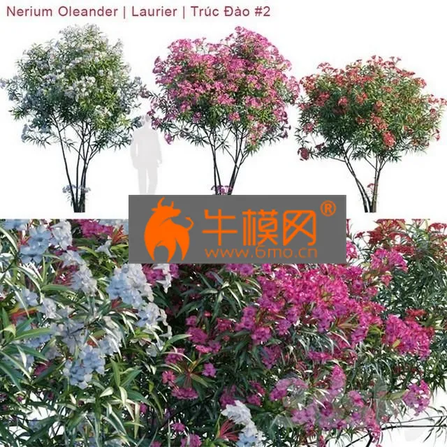 PRO MODELS – Nerium Oleander Laurier
