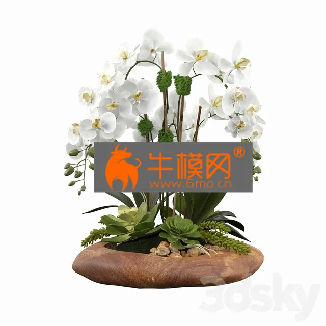 PRO MODELS – Phalaenopsis Silk Orchids