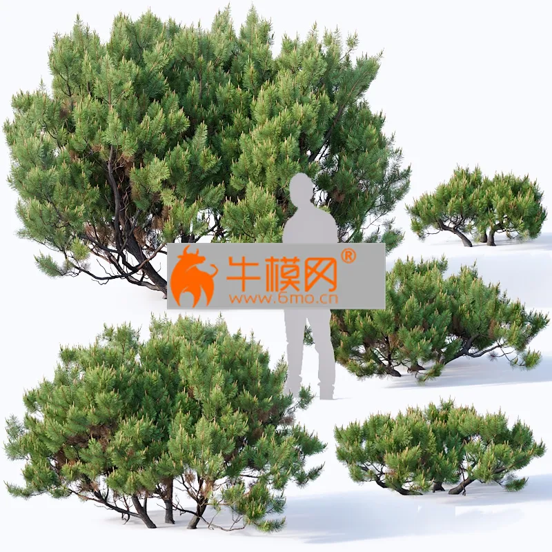 PRO MODELS – Pinus mugoNo 2. H60-260 cm
