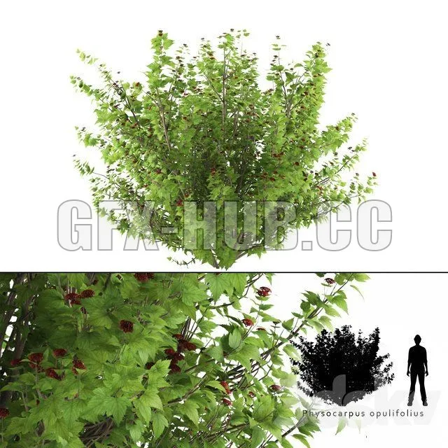 PRO MODELS – Pustyrplodnik kalinistilny bush Physocarpus opulifolius