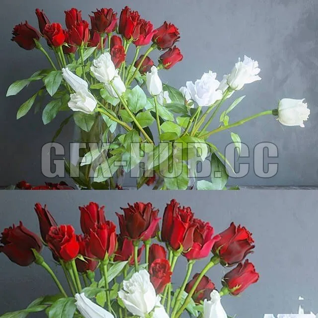 PRO MODELS – Red and white roses