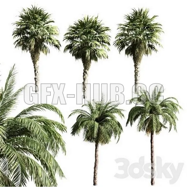 PRO MODELS – Set of Palms