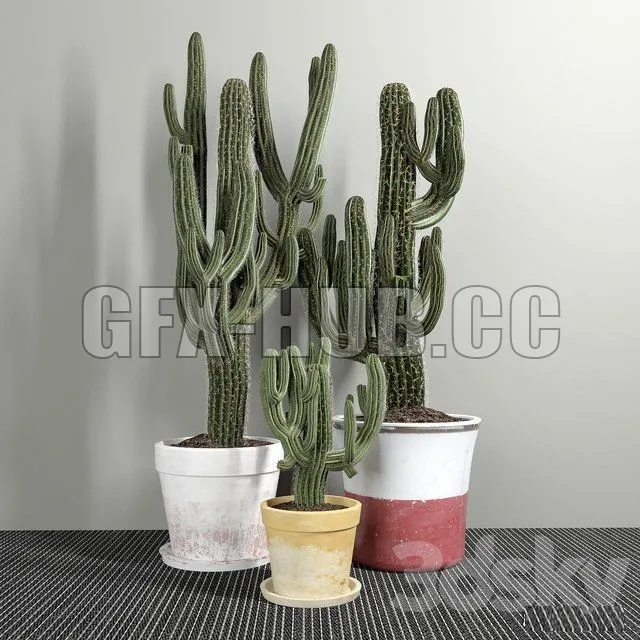 PRO MODELS – Set of Three Cactuses Carnegiea