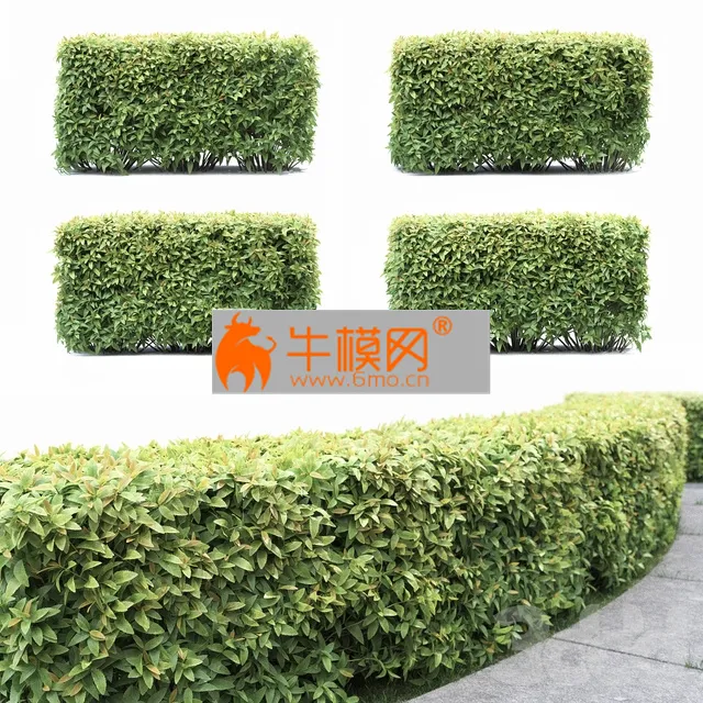 PRO MODELS – Spiraea japonica(hedge)