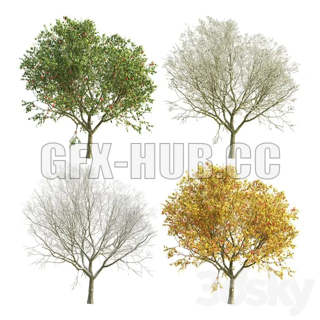 TREE – Apple Tree (four versions of seasons)