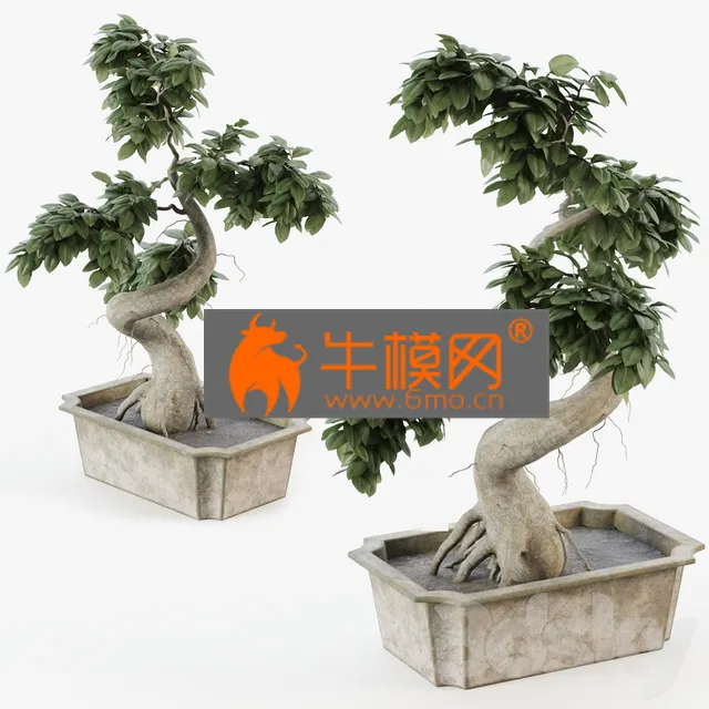 TREE – Bonsai tree ficus