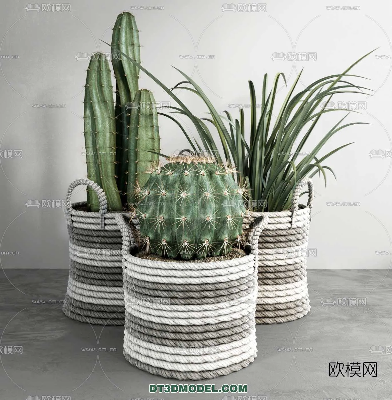 PLANT – CACTUS 3DMODELS – 016