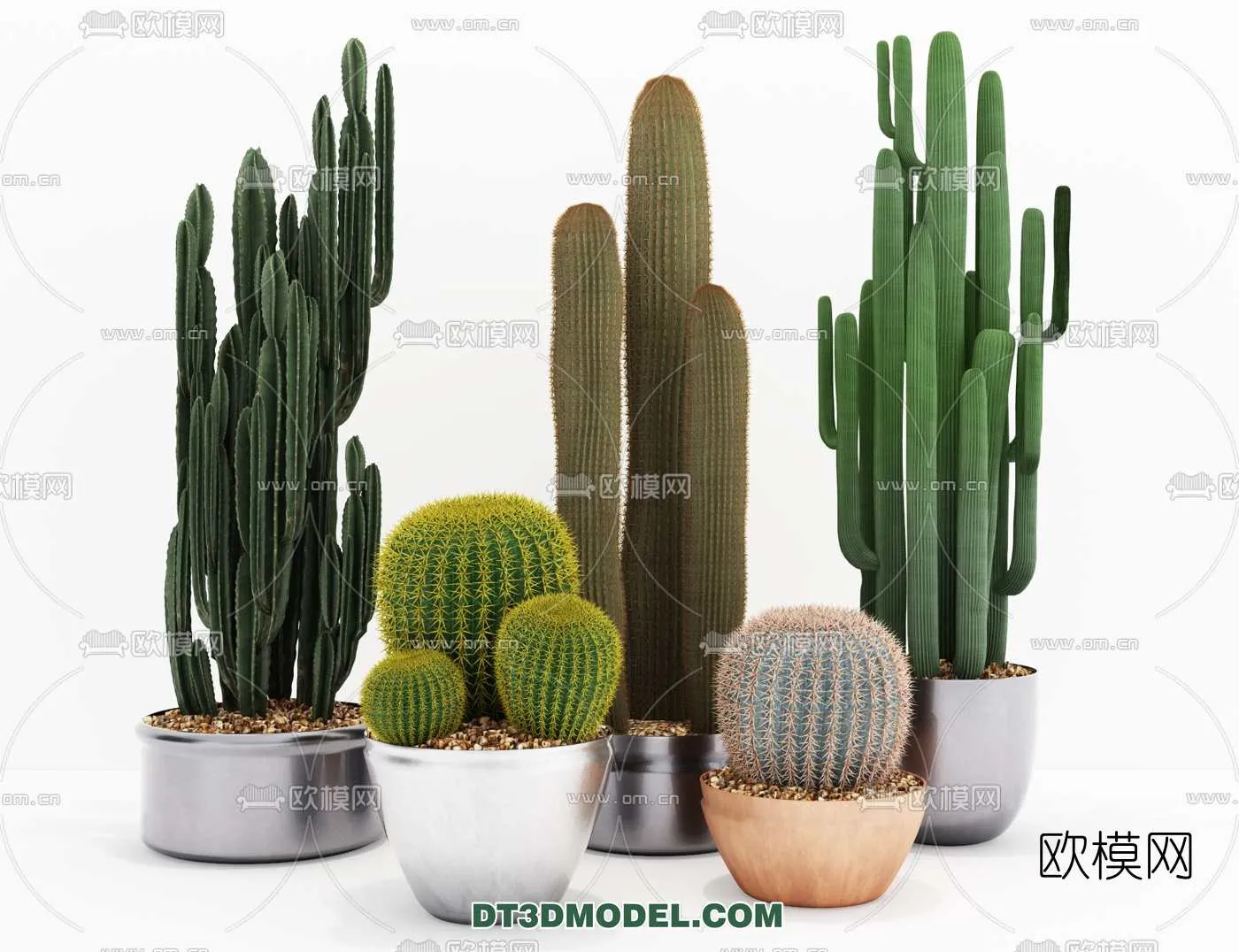 PLANT – CACTUS 3DMODELS – 029