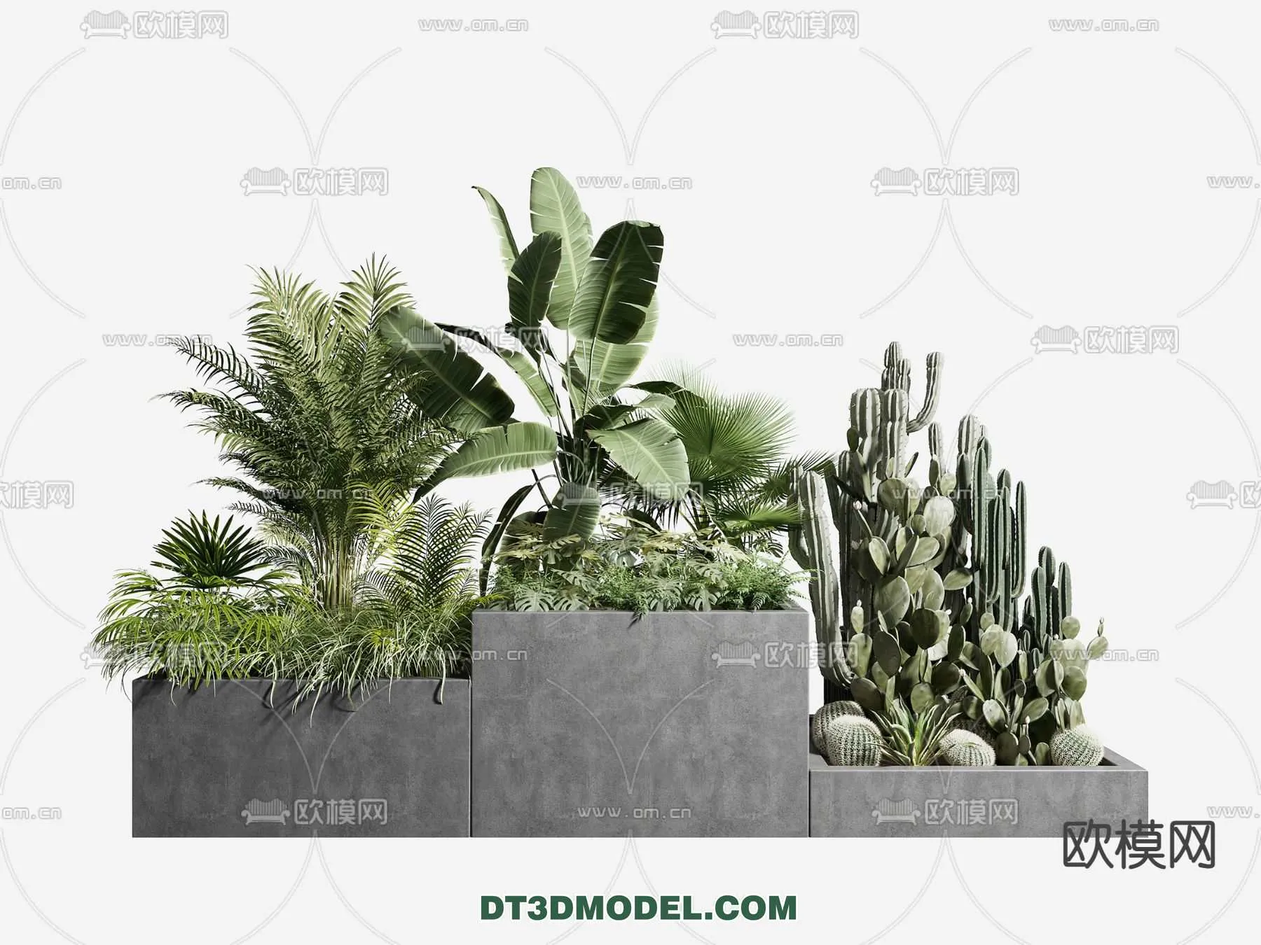 PLANT – CACTUS 3DMODELS – 031