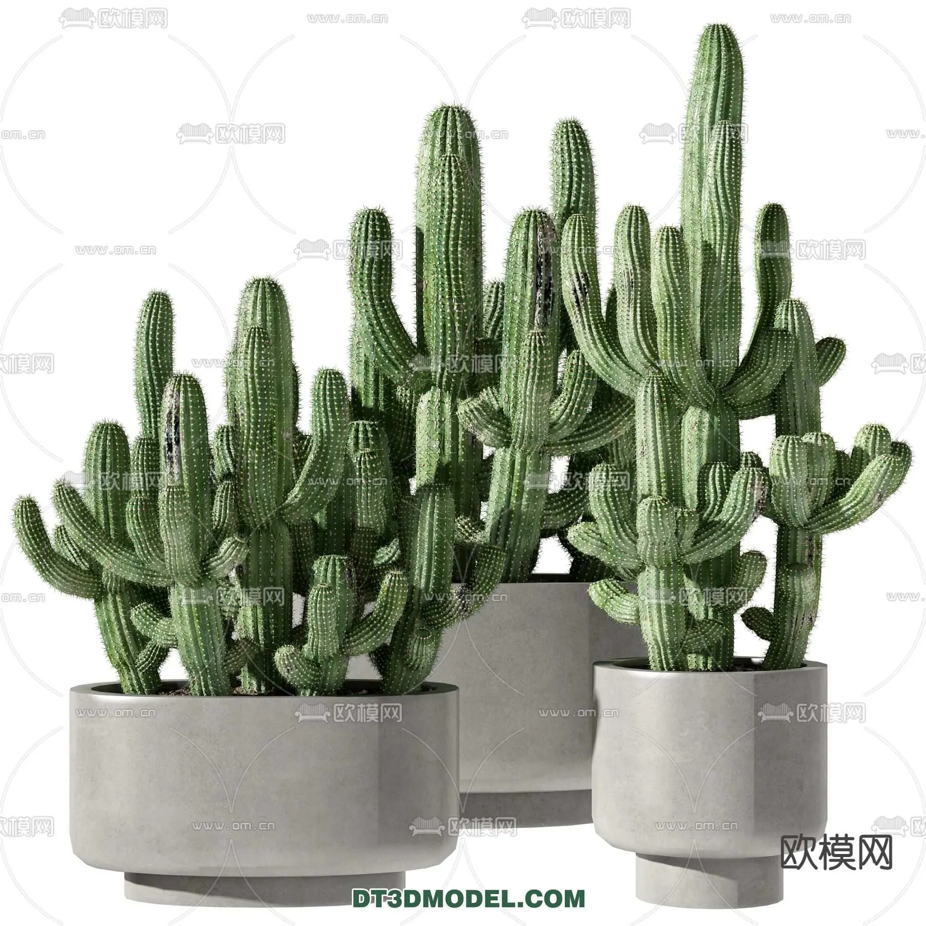 PLANT – CACTUS 3DMODELS – 040