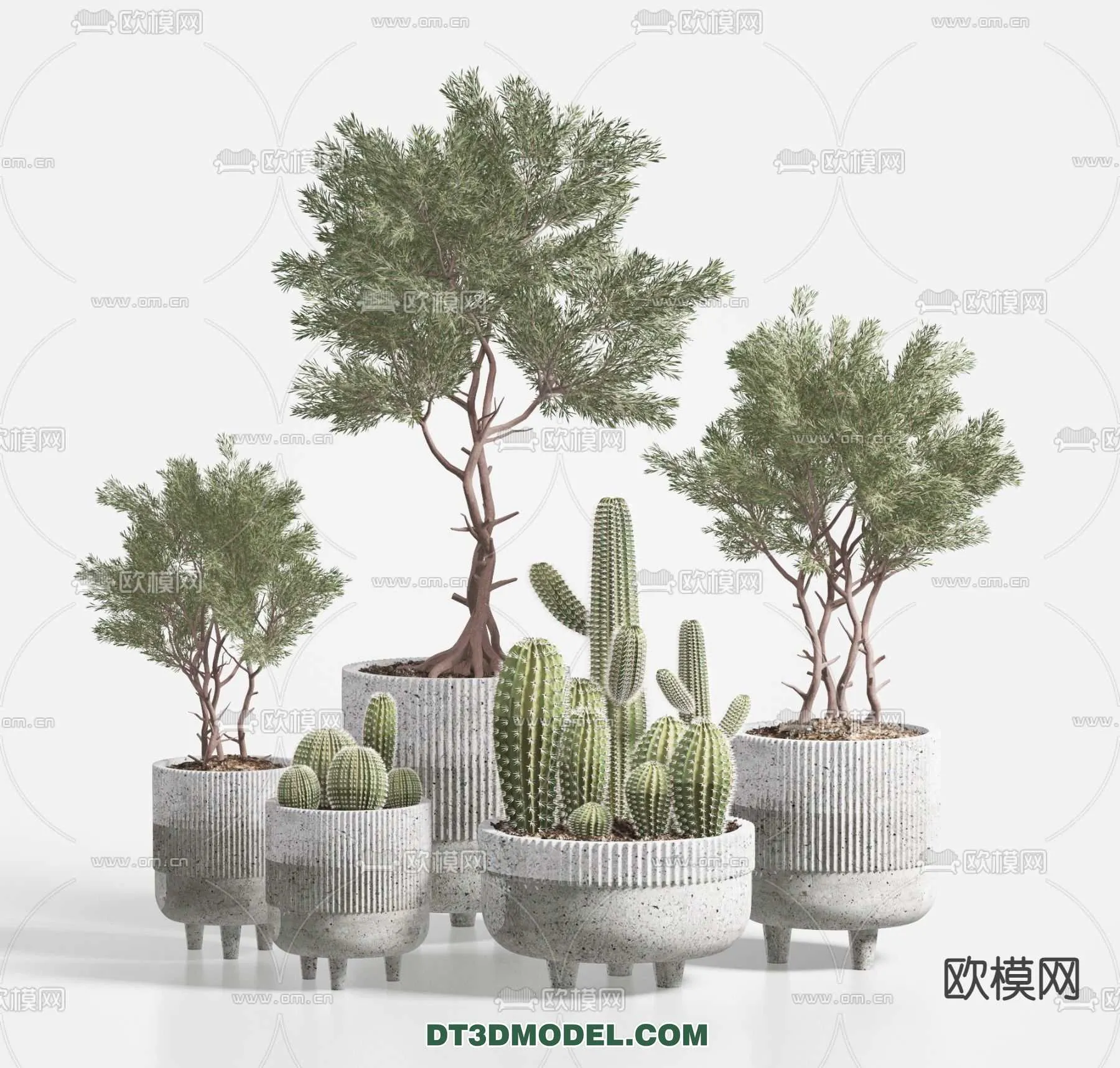 PLANT – CACTUS 3DMODELS – 063