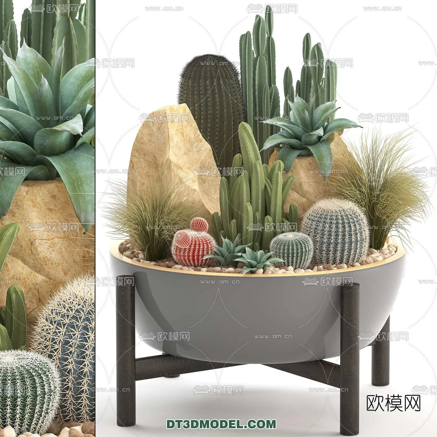 PLANT – CACTUS 3DMODELS – 114