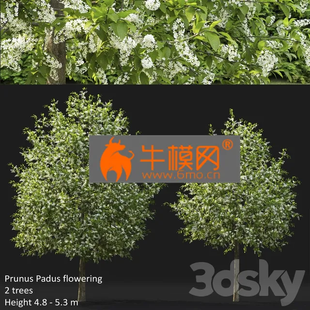 FLOWER – Bird Cherry Prunus Padus Flowering 4