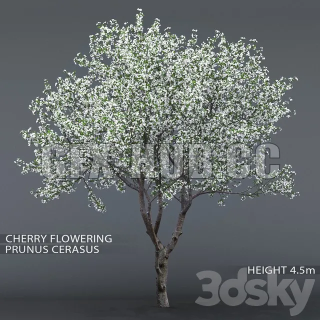 FLOWER – Cherry-tree flowering (Cerasus)
