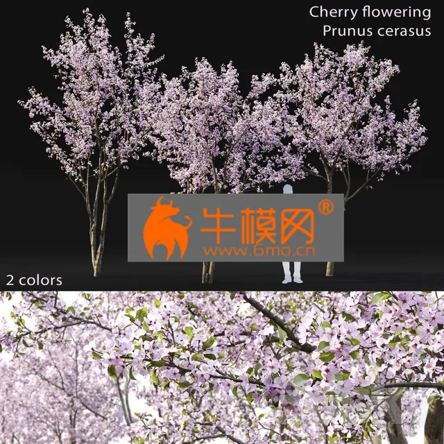 FLOWER – Cherry-tree Flowering 03