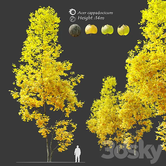 Autumn Acer cappadocicum (coliseum maple) 3DS Max Model