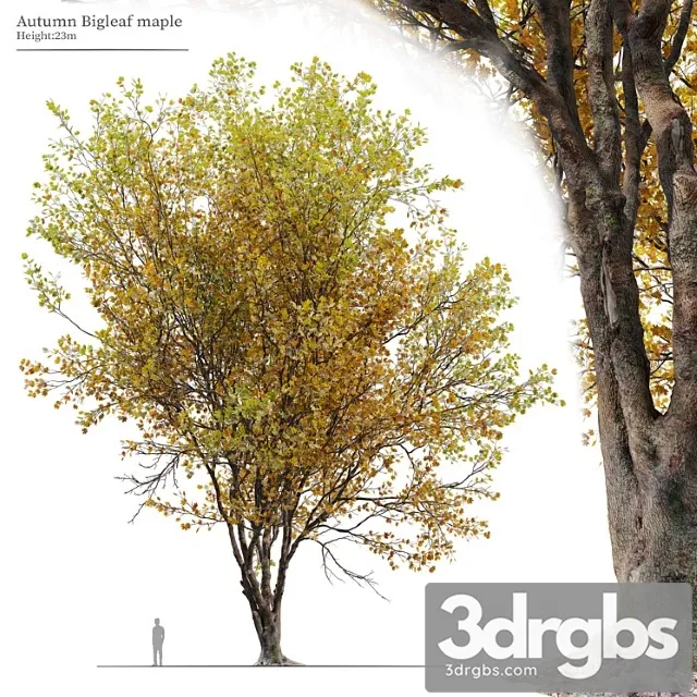 Autumn Acer Macrophyllum 02 3dsmax Download