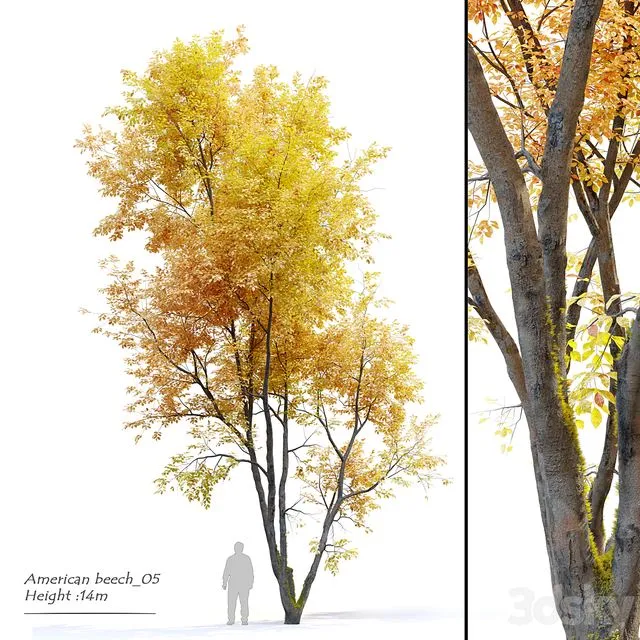 Autumn American beech 3dsMax Model