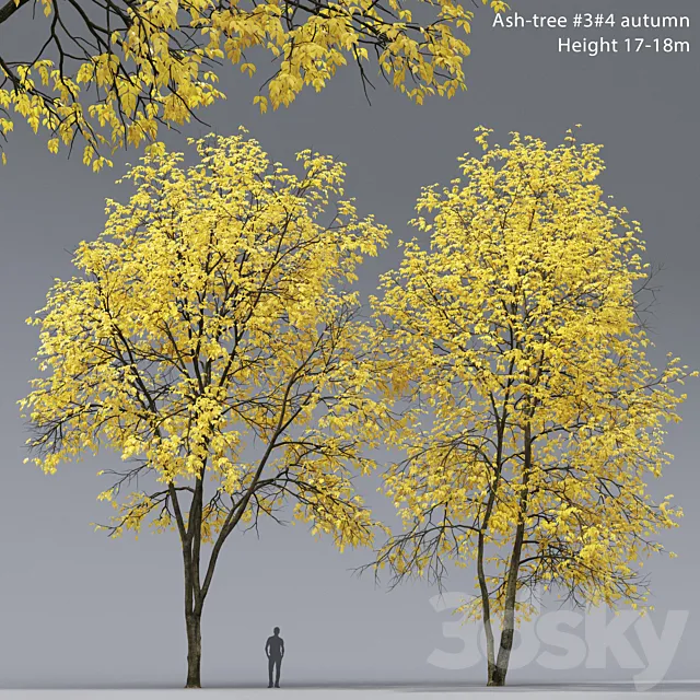 Autumn Ash | Ash-tree autumn # 3_4 (17-18m) 3DS Max Model